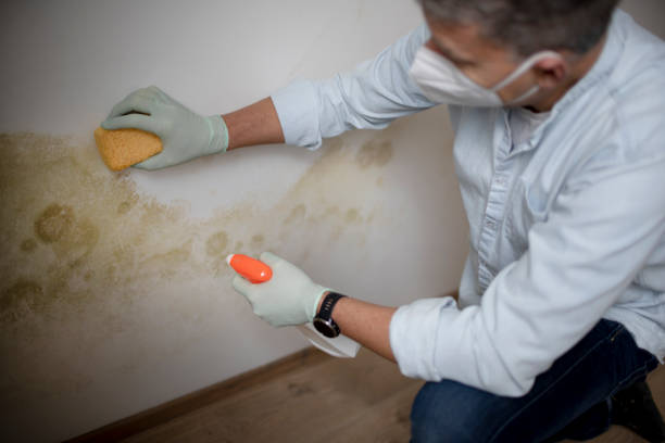 Best Commercial Mold Removal  in El Centro, CA