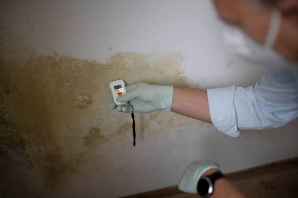 Best Mold Damage Repair  in El Centro, CA