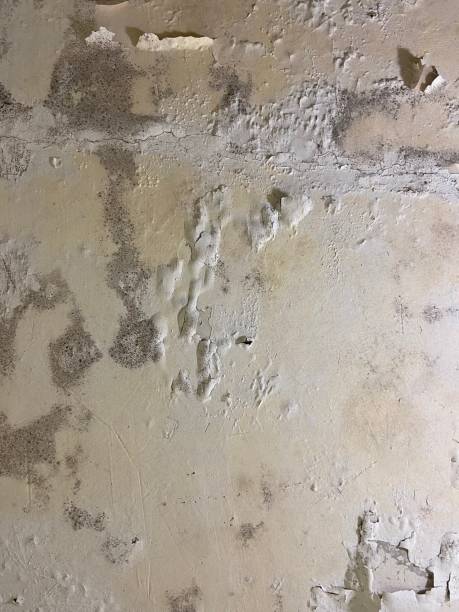 Best Mold Remediation  in El Centro, CA