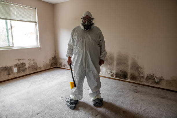 Best Toxic Mold Removal  in El Centro, CA