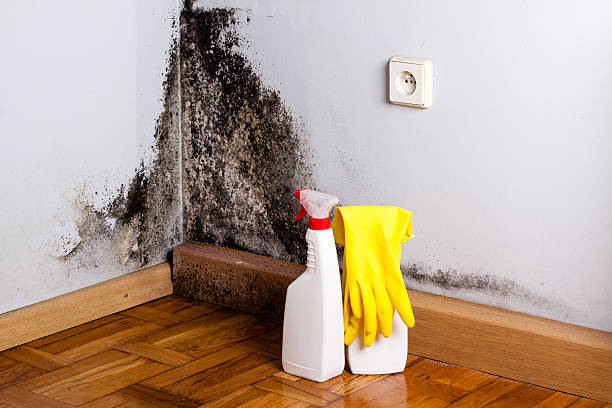 Best Attic Mold Removal  in El Centro, CA