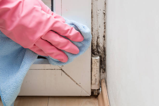 Mold Testing and Removal in El Centro, CA